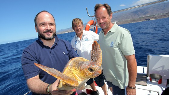 Imagen de El Cabildo y la asociación Océano Sostenible devuelven al mar una tortuga en la costa de Adeje