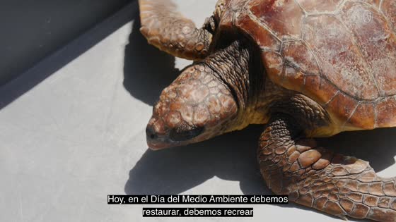 Imagen de El Cabildo suelta en Arico una tortuga Caretta caretta recuperada en La Tahonilla